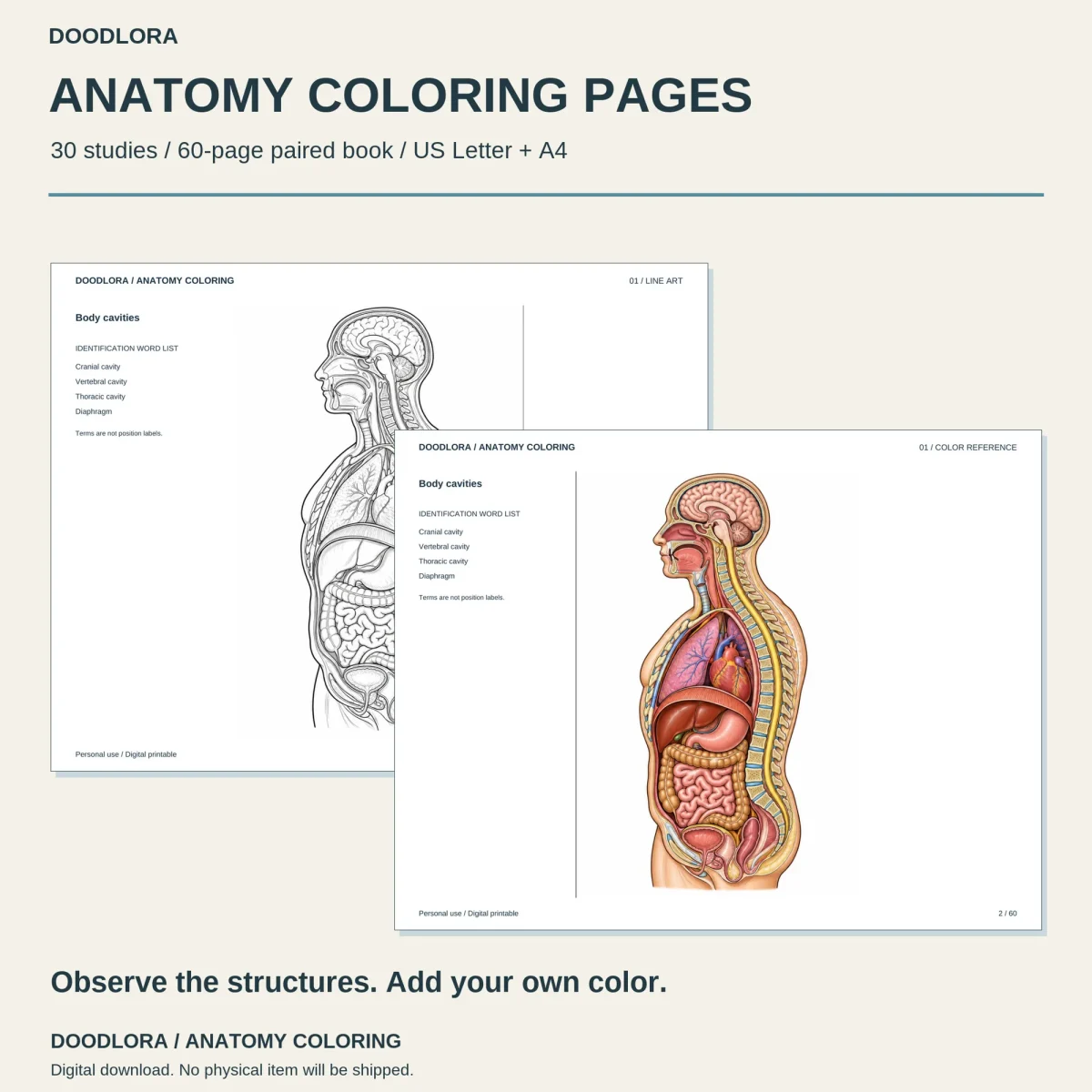 Body cavities study as a gray outline page overlapped by its color page with the brain, heart, lungs and intestines in red and pink