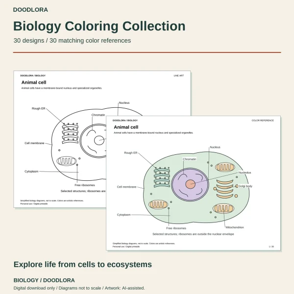 Animal cell page as black line art with its colored version laid over it, the nucleus in lavender and the cytoplasm in pale green