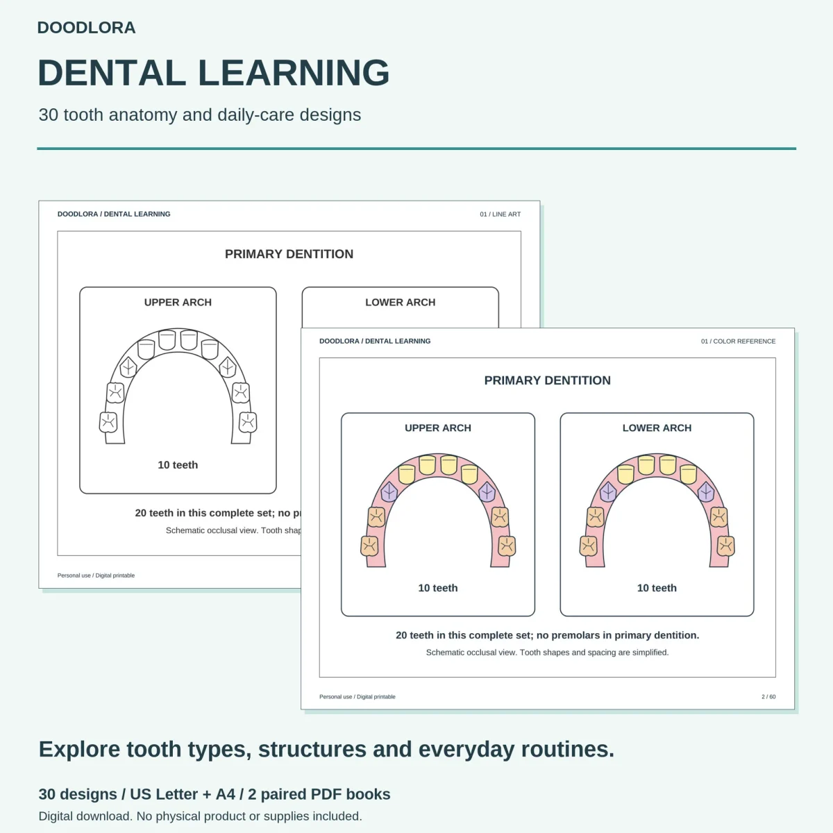 Primary dentition page with upper and lower arches of 10 teeth each, as line art and with pink gums and yellow and lilac teeth