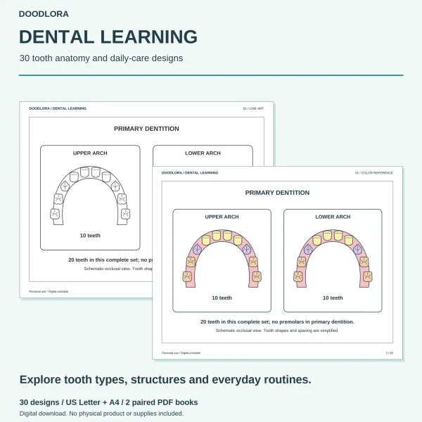 Primary dentition page with upper and lower arches of 10 teeth each, as line art and with pink gums and yellow and lilac teeth