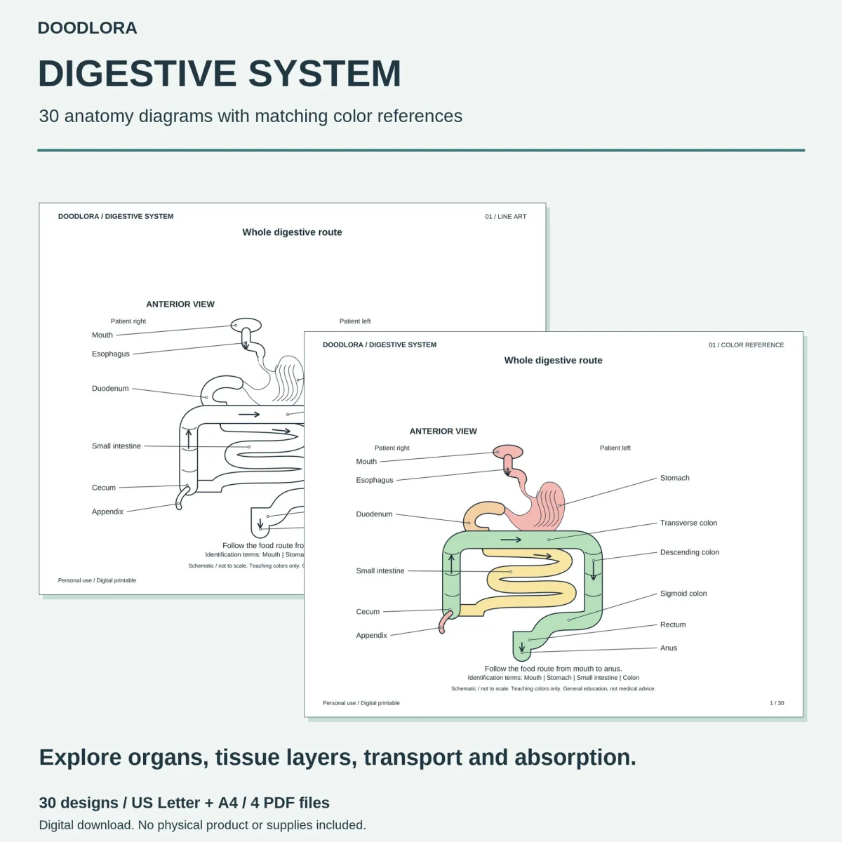 Whole digestive route page from mouth to anus, shown as labeled line art and as a color page with a pink stomach and green colon