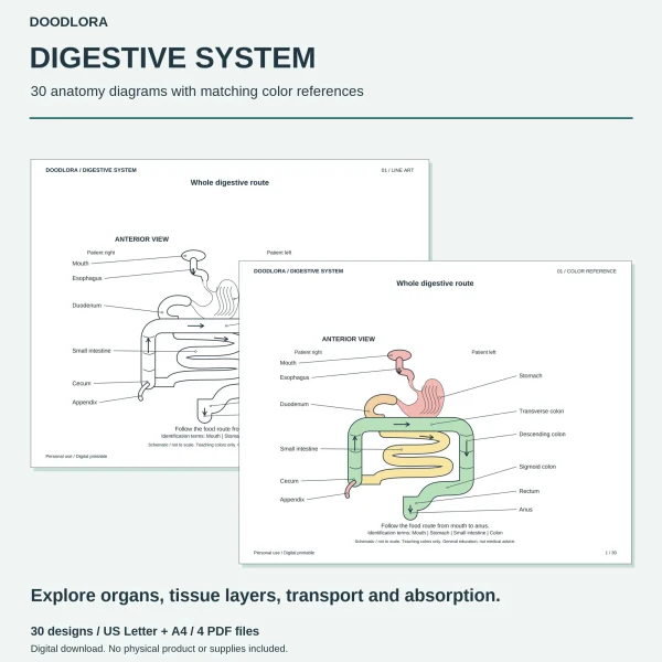Whole digestive route page from mouth to anus, shown as labeled line art and as a color page with a pink stomach and green colon