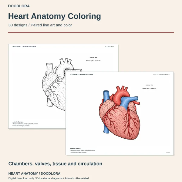 Front view of the heart as a shaded outline page and as a color page with a red aorta and blue vena cava