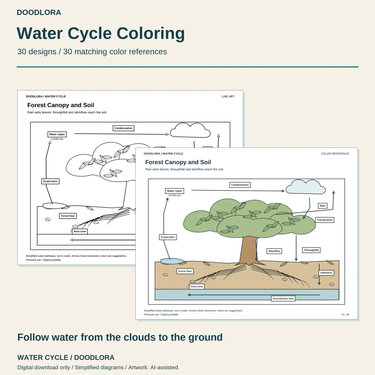 Forest Canopy and Soil page as a line drawing and as a color reference, a large tree with labels for stemflow, throughfall and groundwater flow